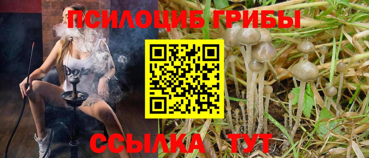 Галлюциногенные грибы Psilocybe Зерноград
